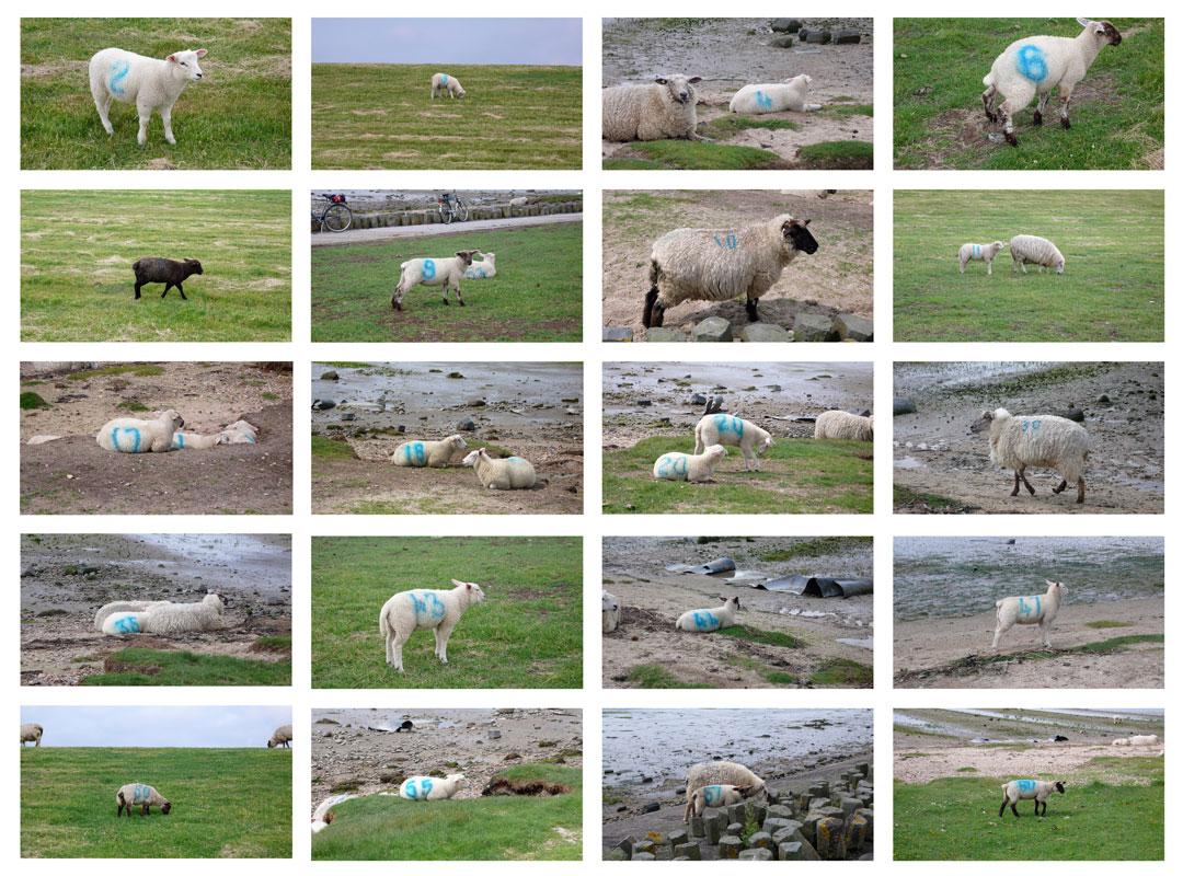 Counting Sheep