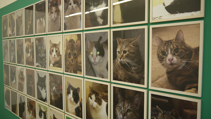 Untitled Hermitage Cats