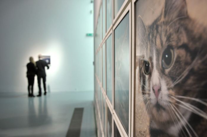 Untitled Hermitage Cats