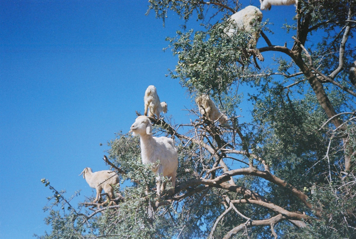About Goats and Women in Oil Production