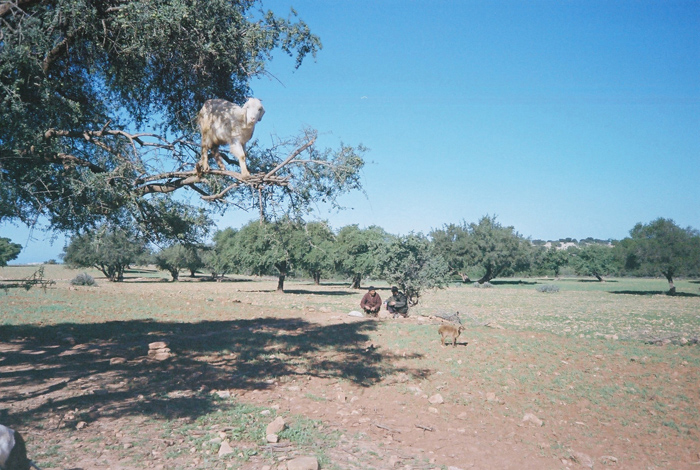 About Goats and Women in Oil Production