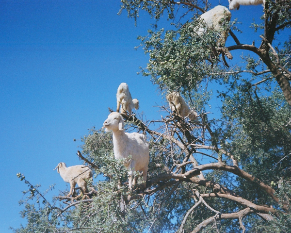 Goats and Women in Oil Production