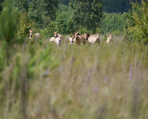Chernobyl Safari