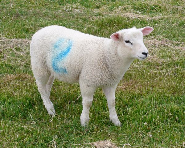 Counting Sheep